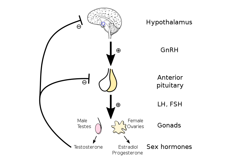 Testosterone Production The Hpa And Hpg Axis [step By Step] Androgenhacker