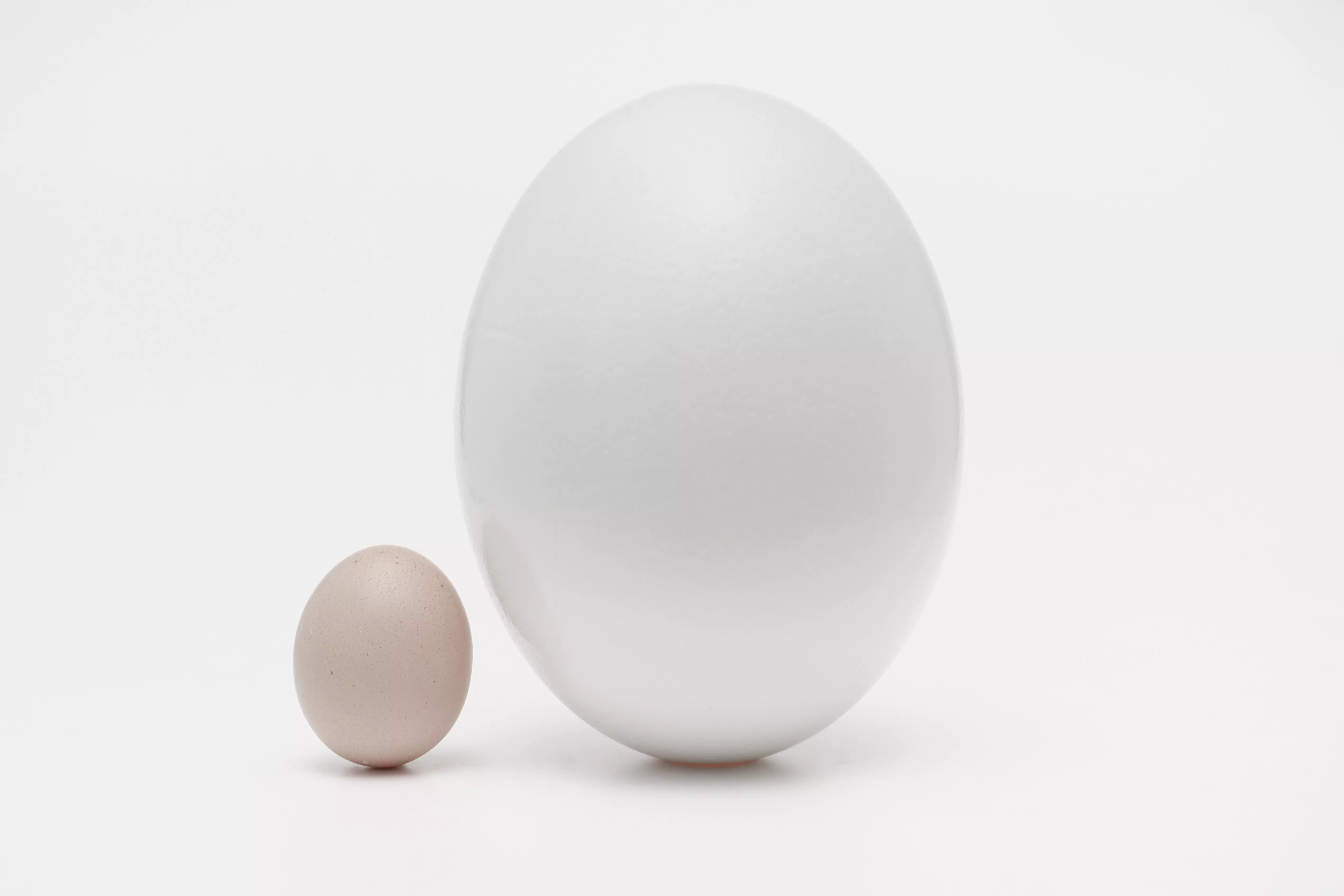 One Big Egg And One Small Egg