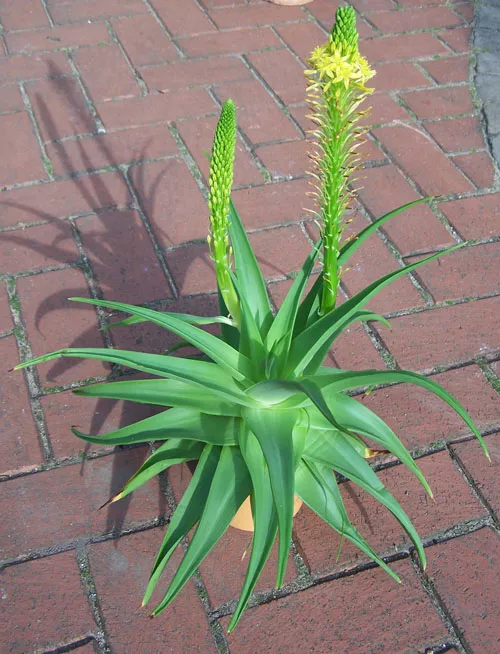 Considering Bulbine Natalensis? 40 Facts You NEED To Know