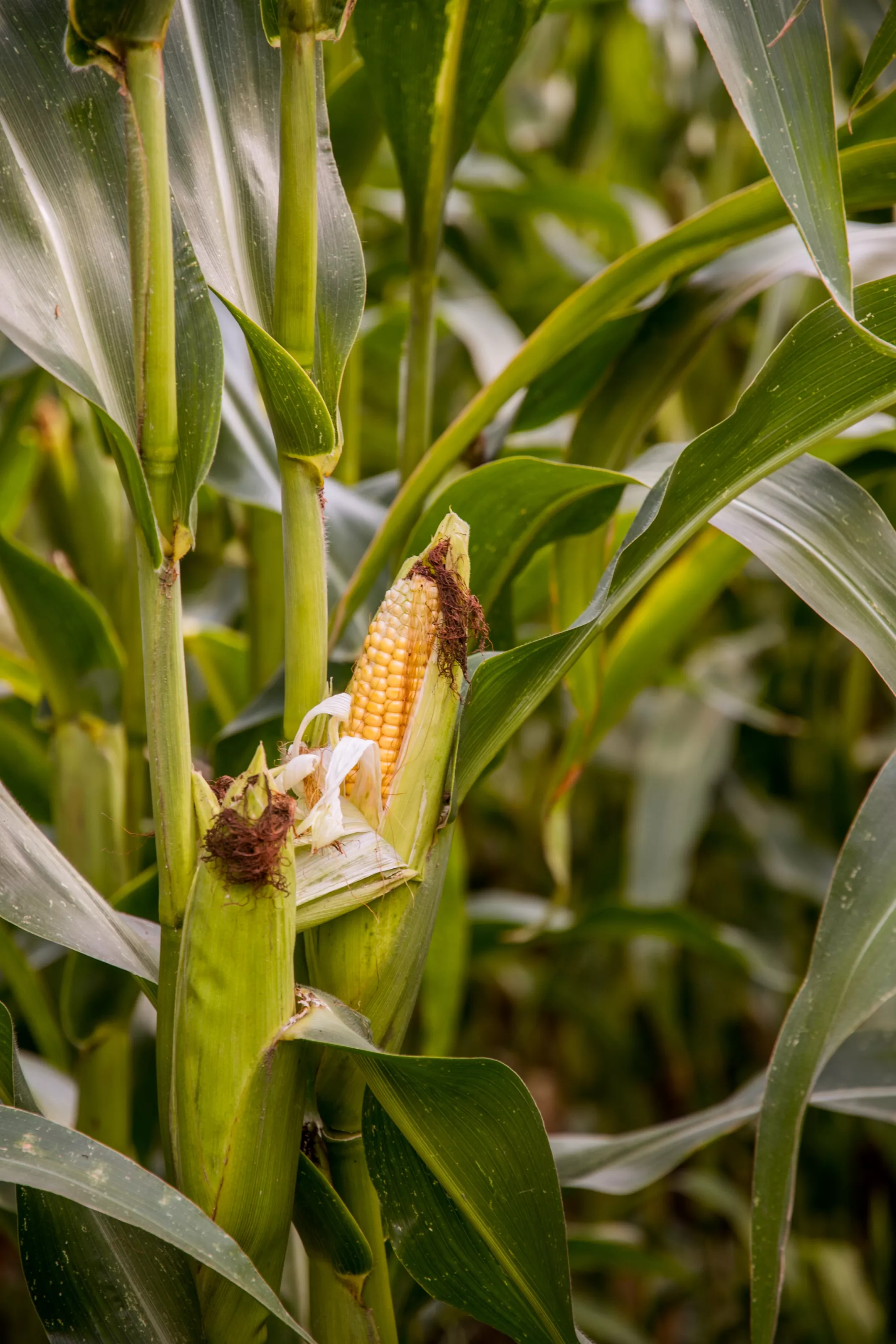 Corn Field