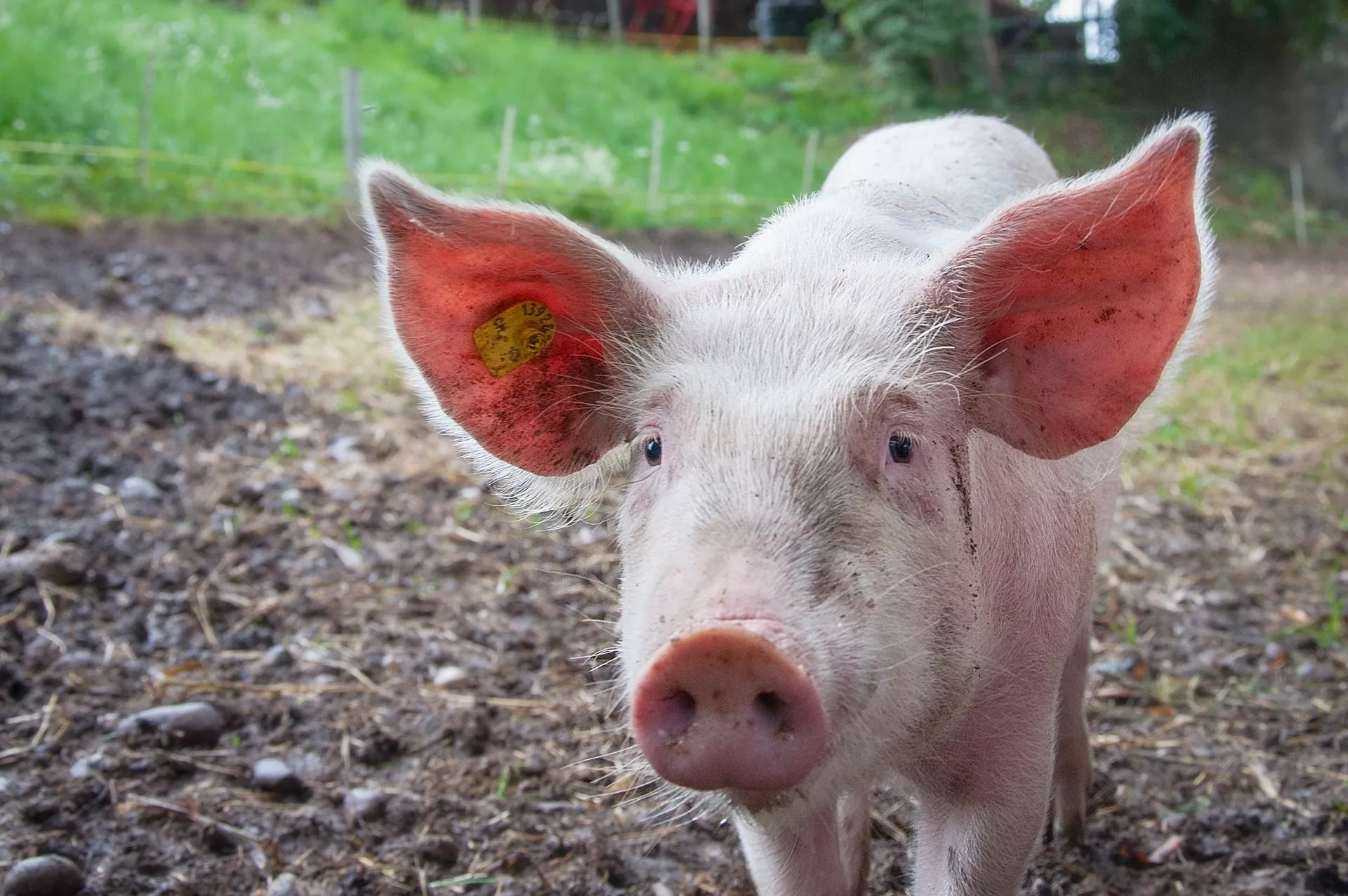 Bulbine Natalensis Heals Pigs Wound