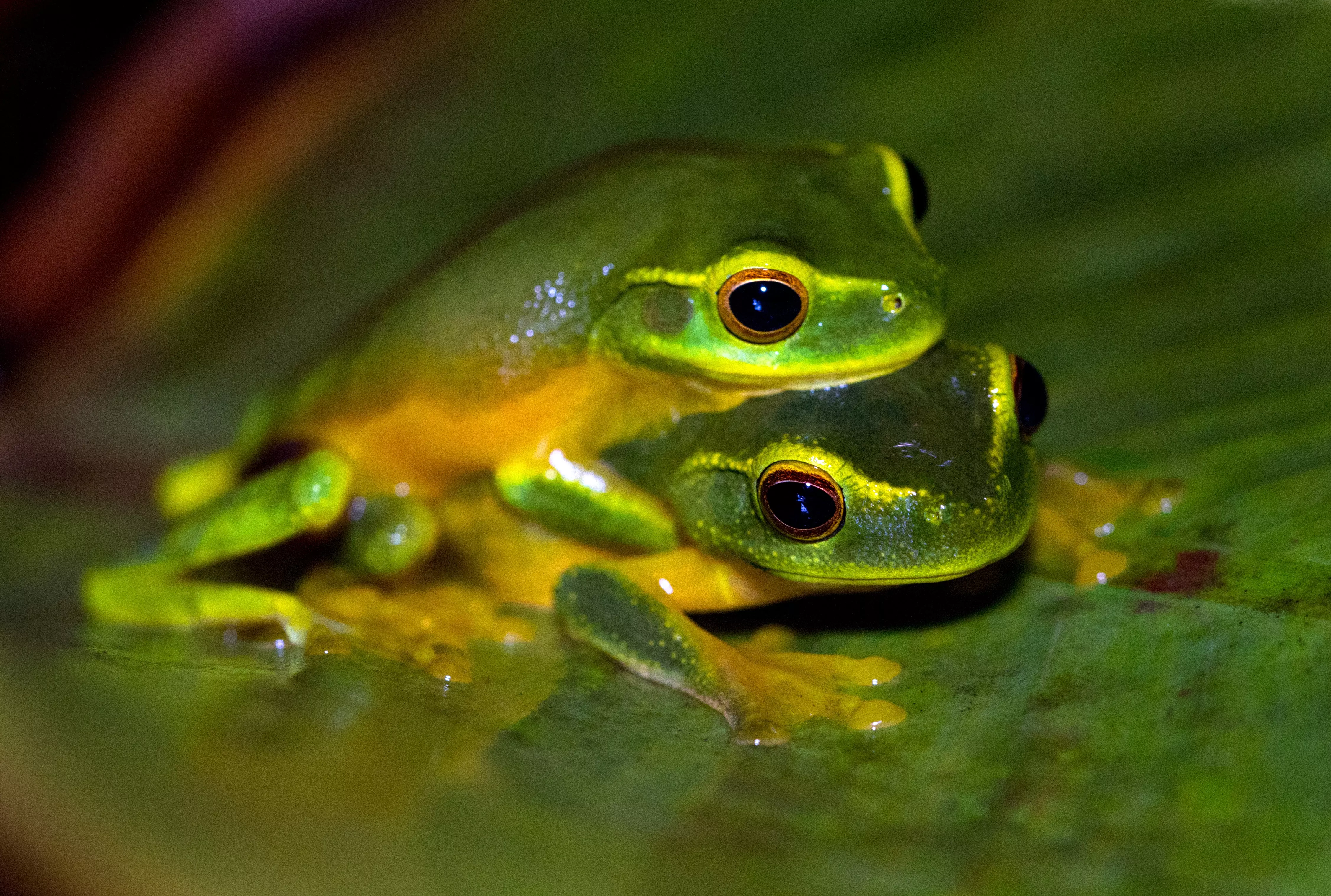 Two frogs